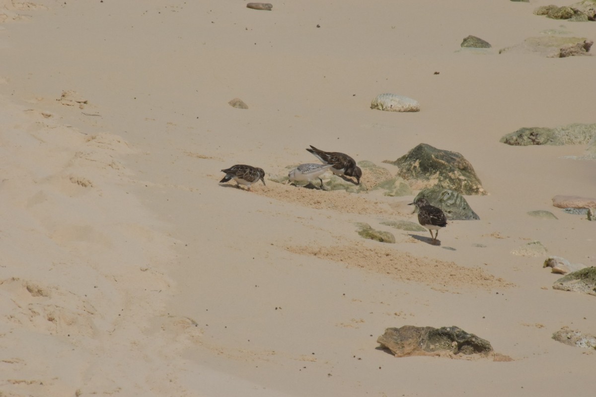 Vuelvepiedras Común - ML646025822