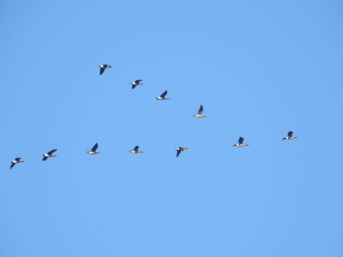 Barnacla Canadiense Grande - ML646025823