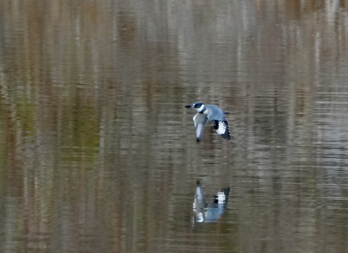 Martín Gigante Norteamericano - ML646025824