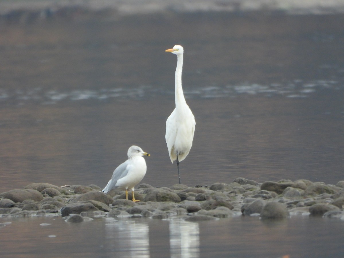 Garceta Grande - ML646025825