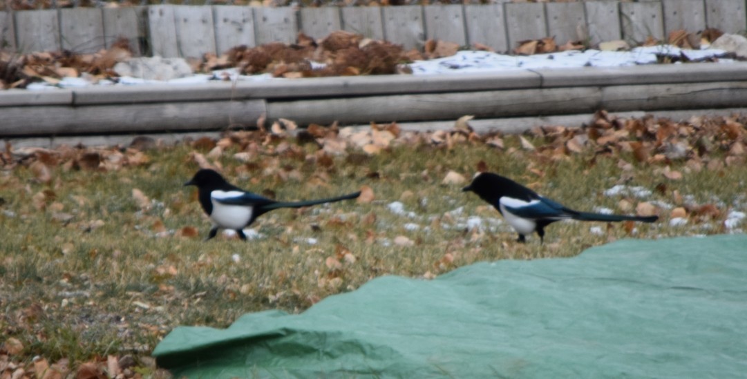 Urraca de Hudson - ML646025828