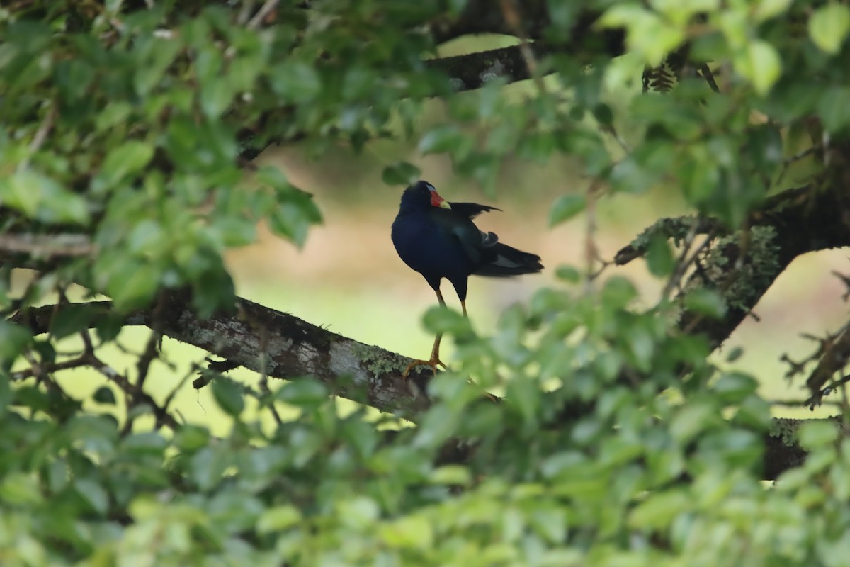 Calamoncillo Americano - ML646025829
