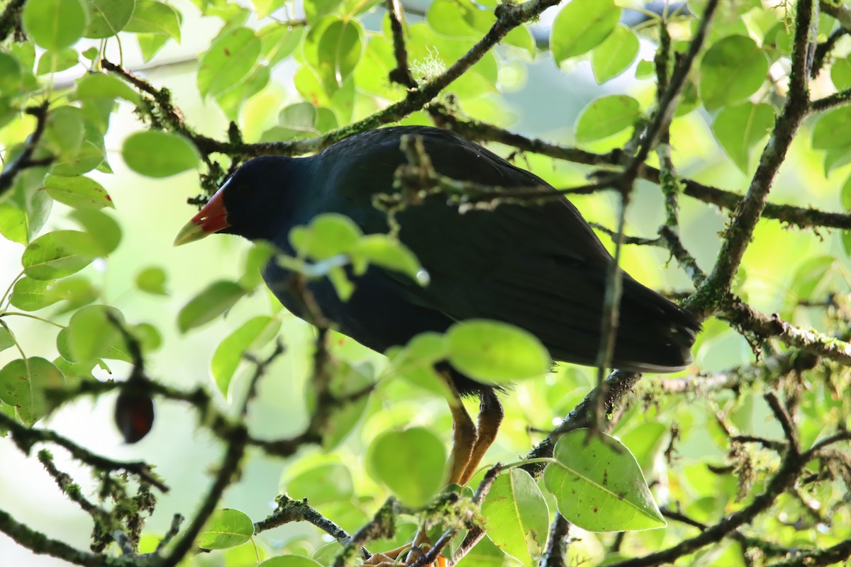 Calamoncillo Americano - ML646025830