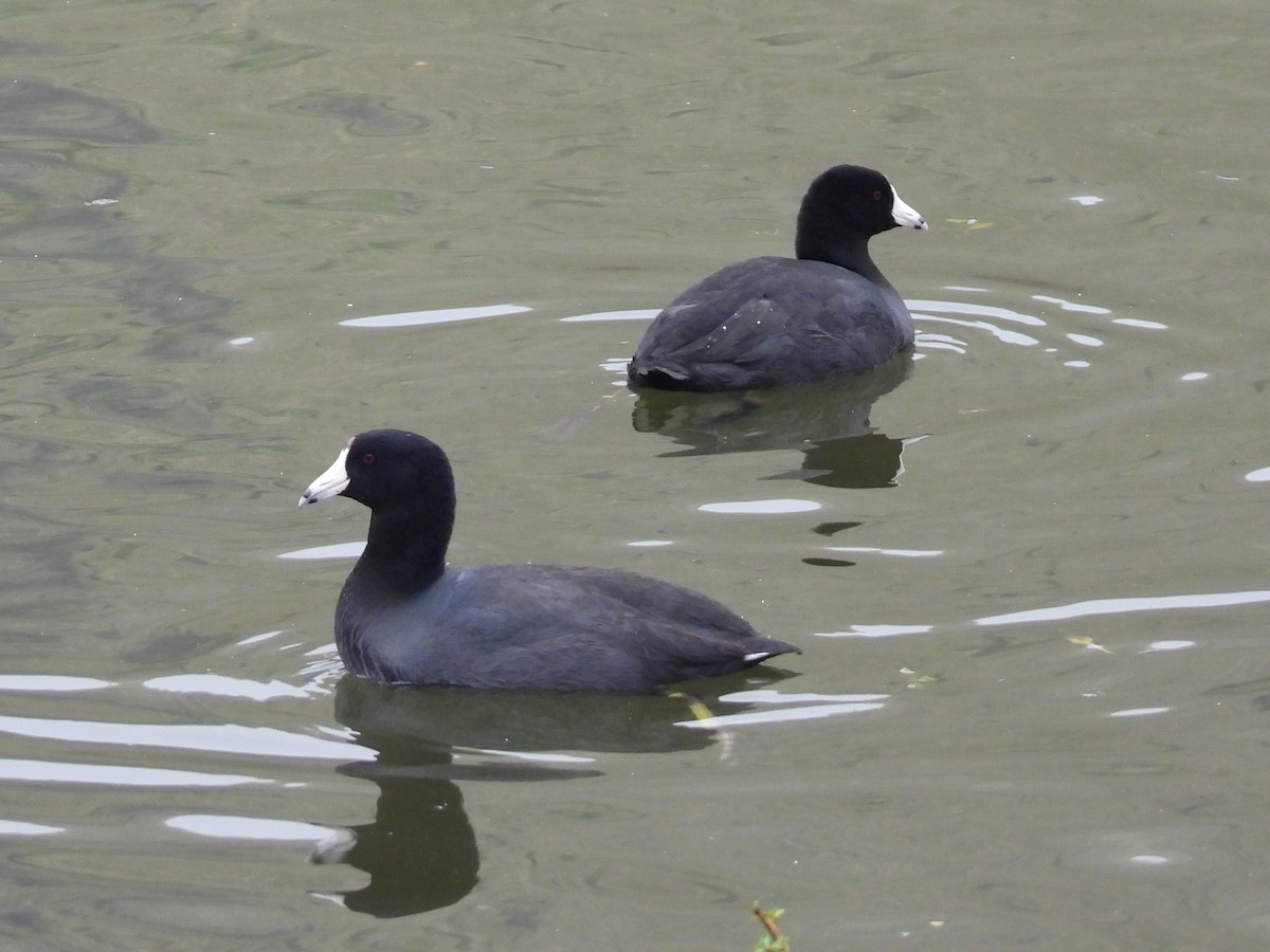 Focha Americana - ML646025831