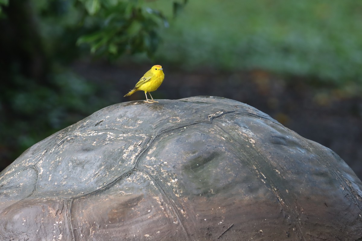 Reinita de Manglar (Galápagos) - ML646025832