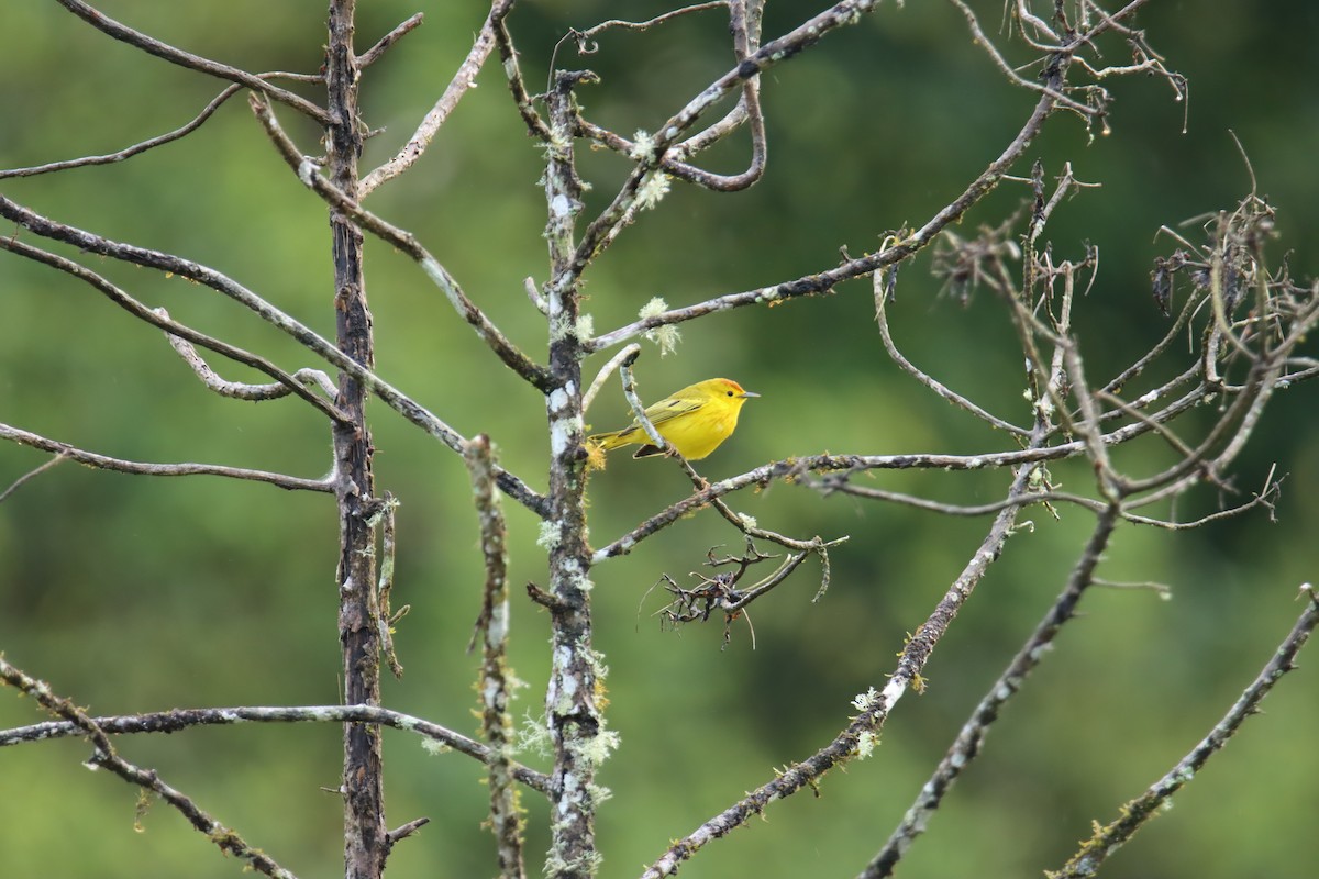 Reinita de Manglar (Galápagos) - ML646025833