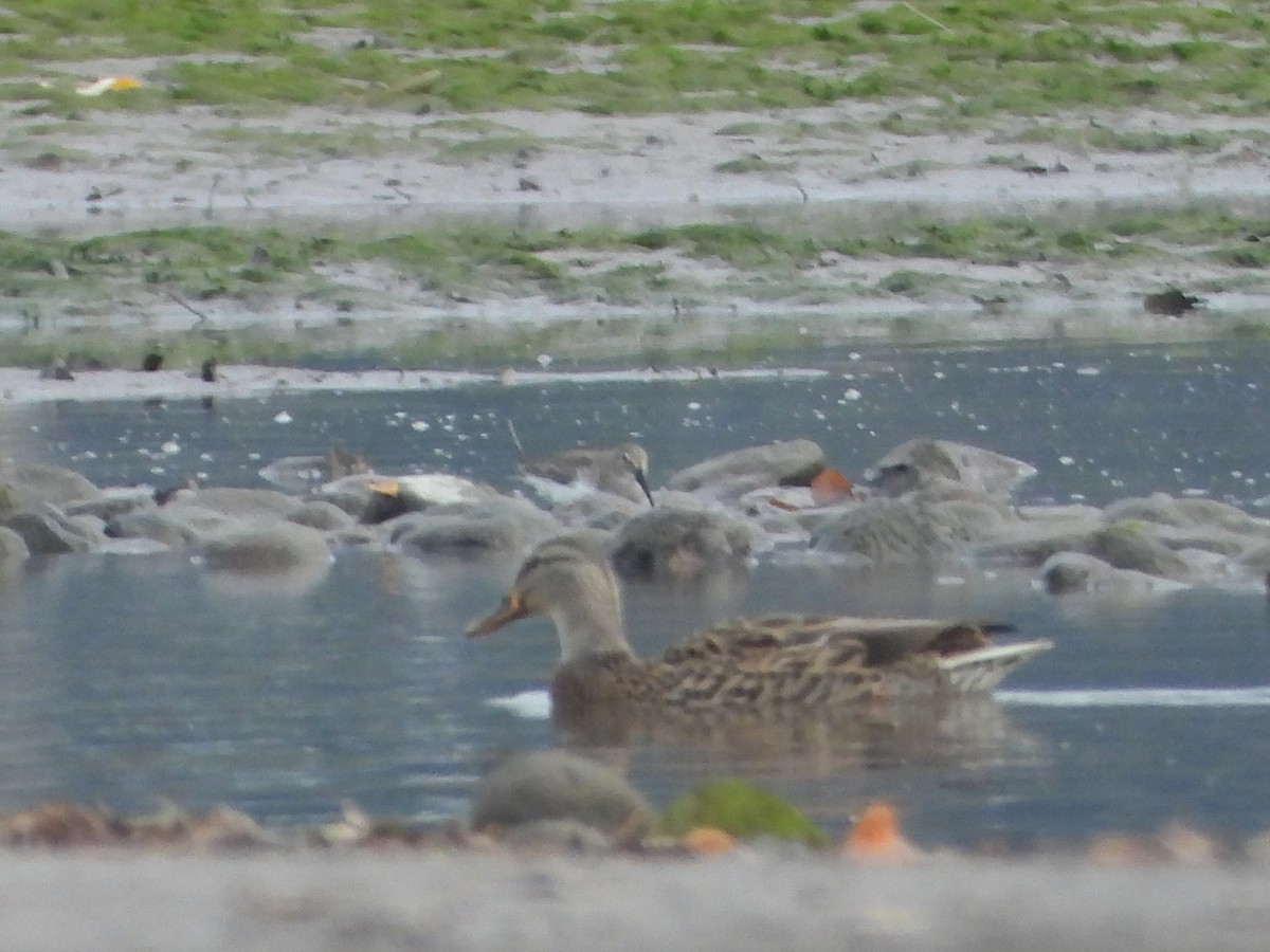 Correlimos Común - ML646025834