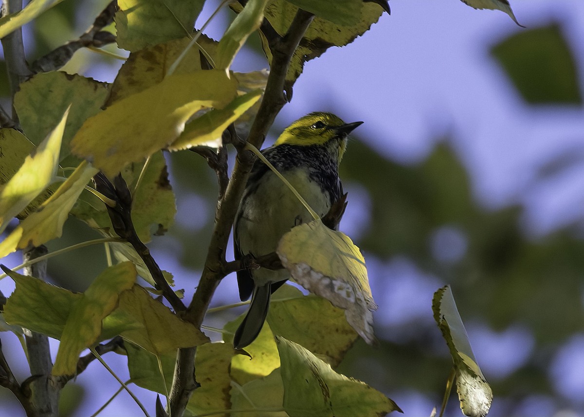 Reinita Dorsiverde - ML646025840