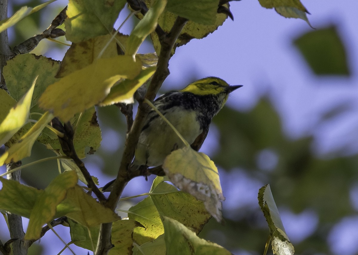 Reinita Dorsiverde - ML646025841