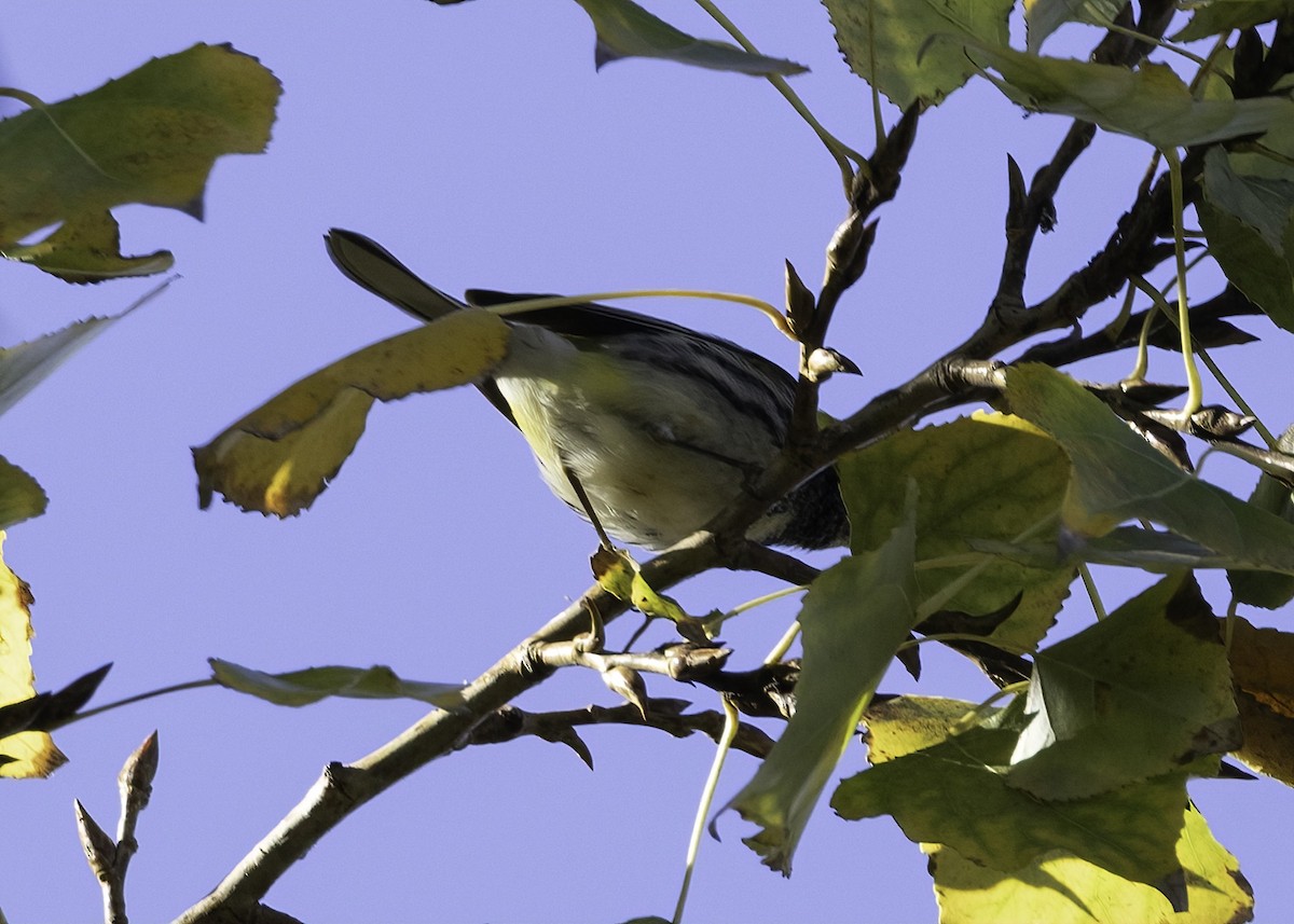 Reinita Dorsiverde - ML646025842