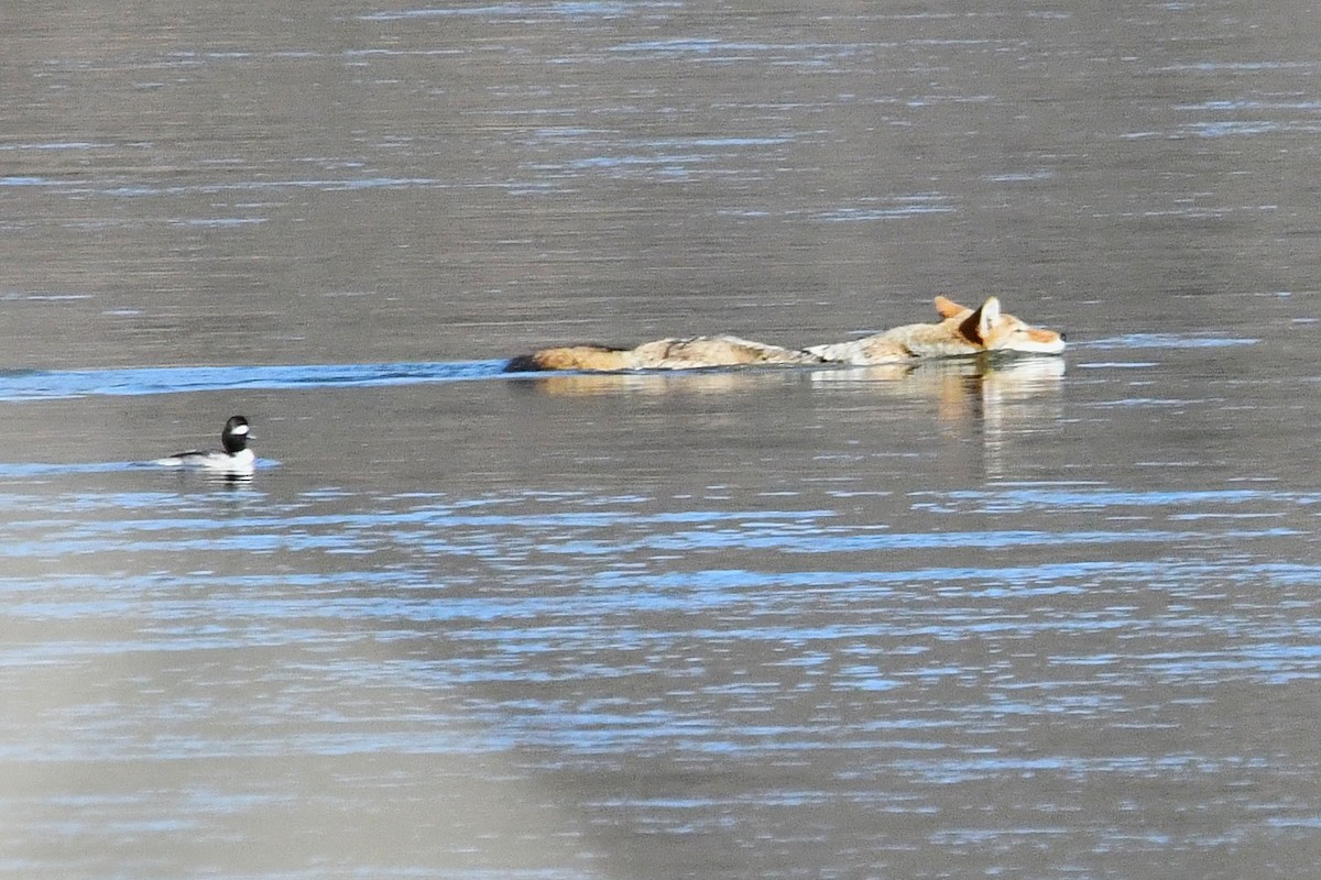 Animals - ML646025845