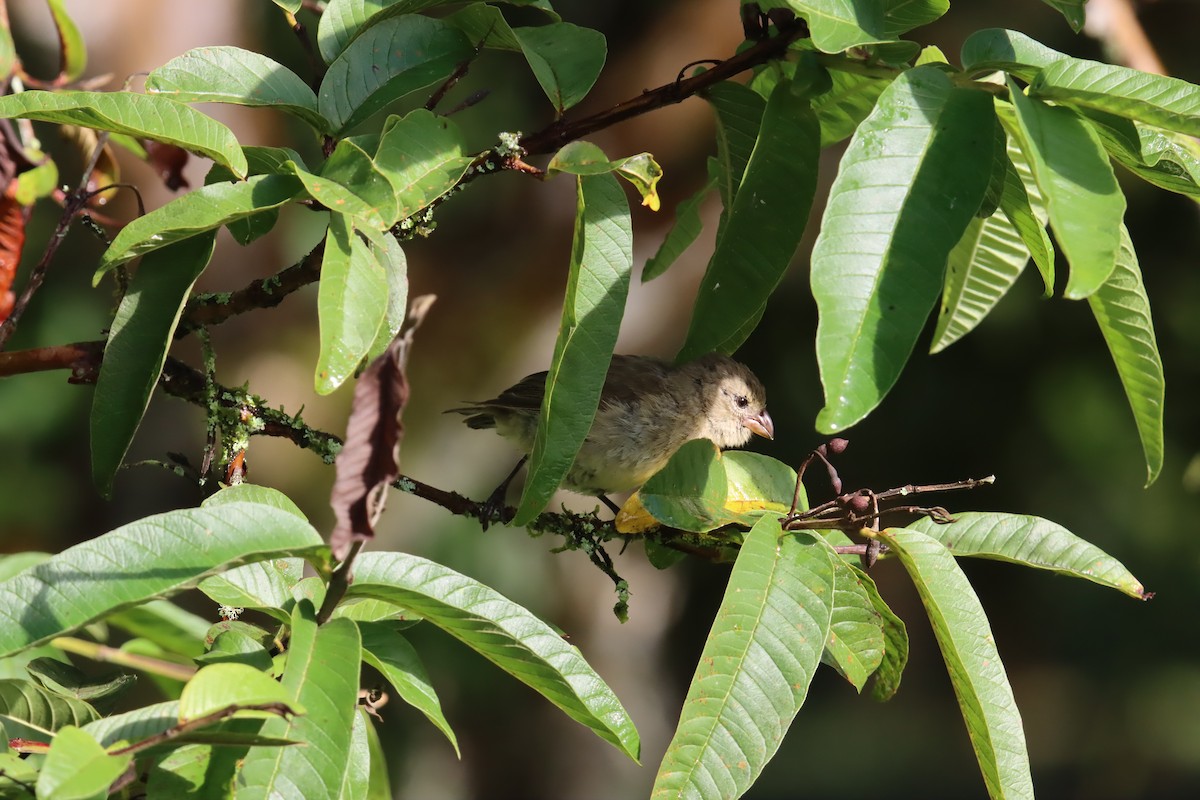Pinzón de Darwin Chico - ML646025846