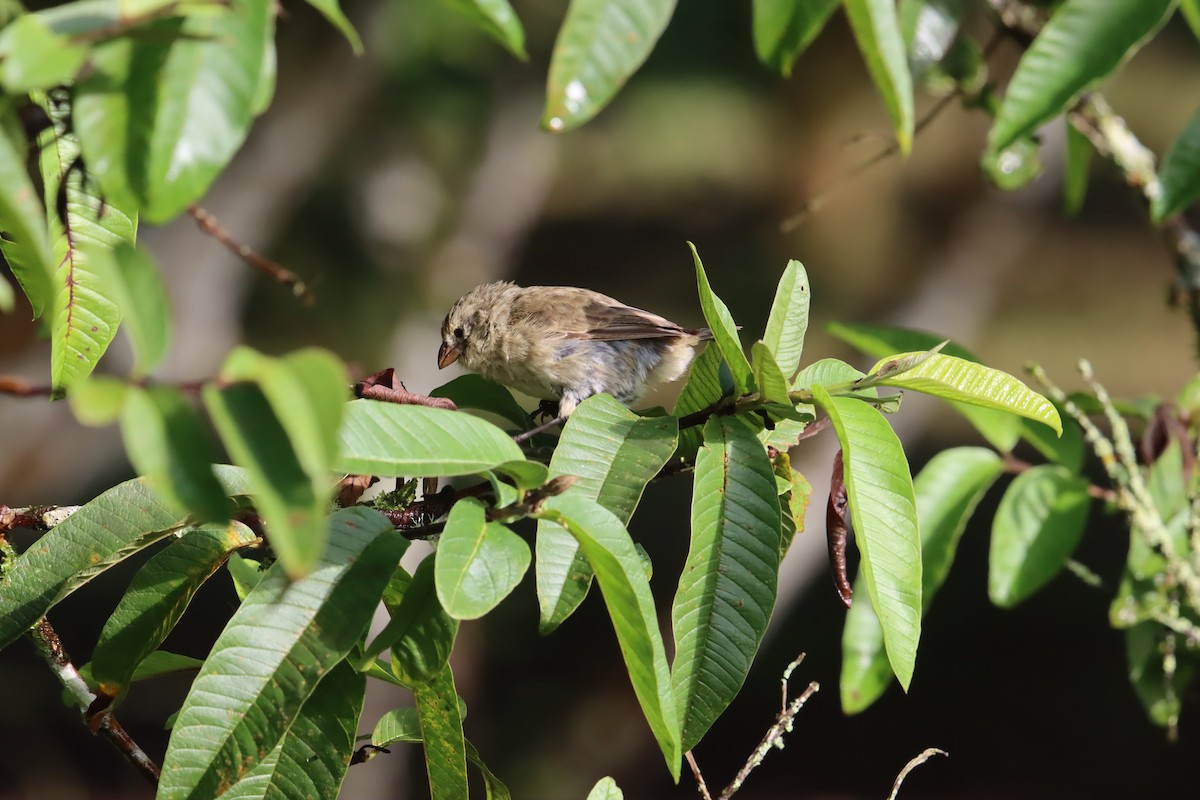 Pinzón de Darwin Chico - ML646025847