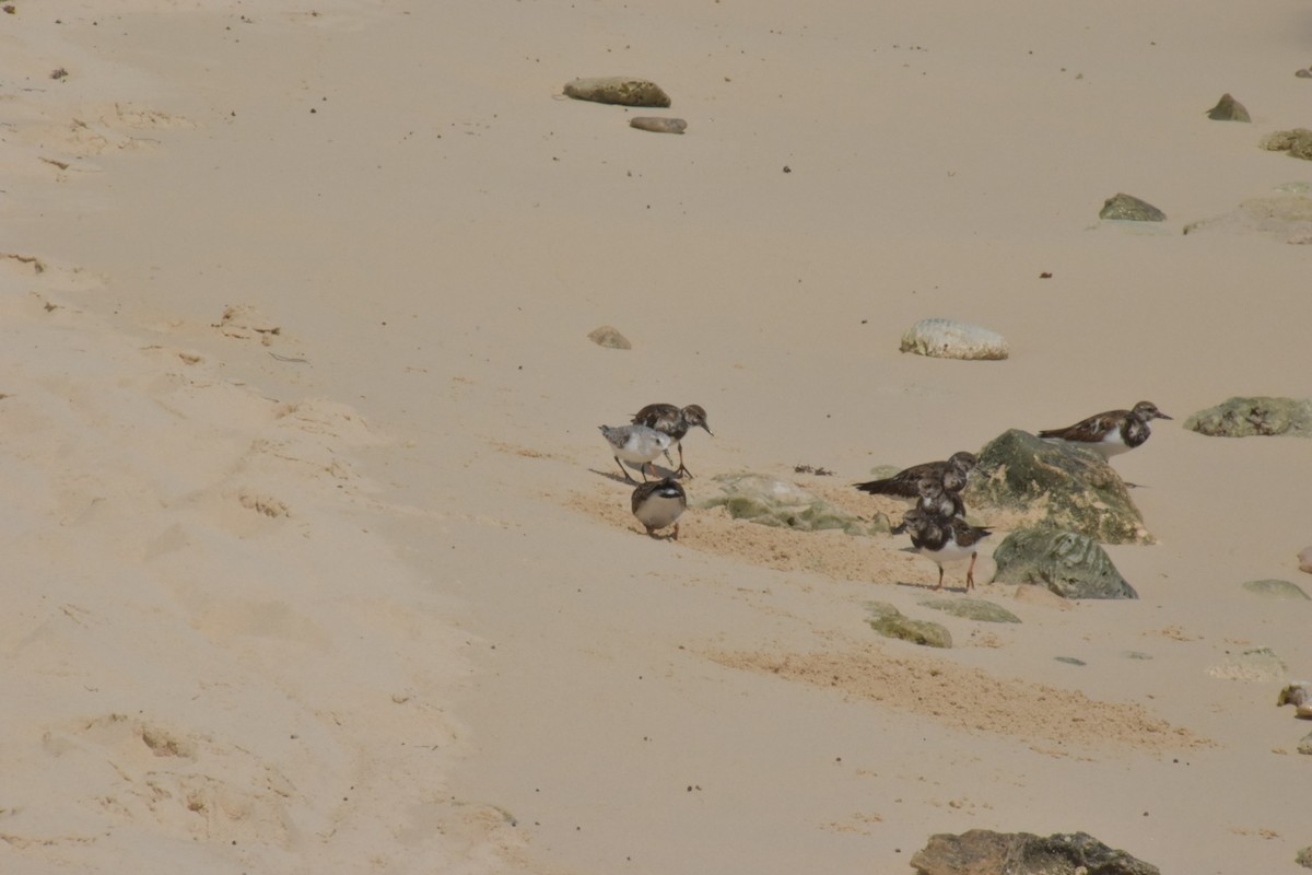 Ruddy Turnstone - ML646025848