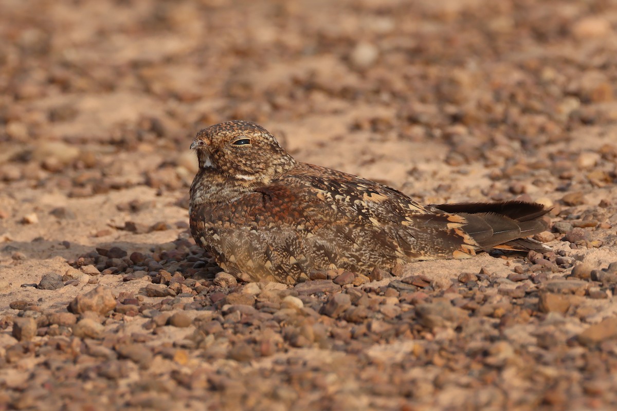 Least Nighthawk - ML646025850