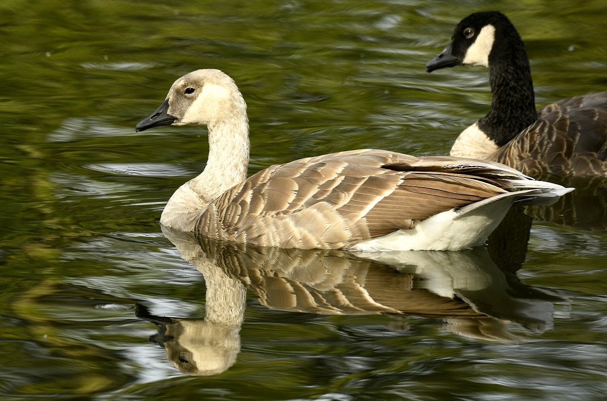 Kanadagans - ML646025854