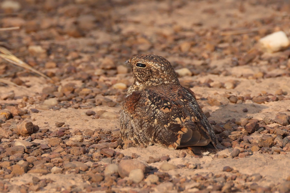 Least Nighthawk - ML646025855