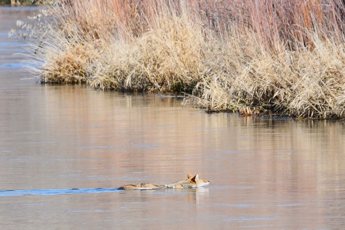 Animals - ML646025856