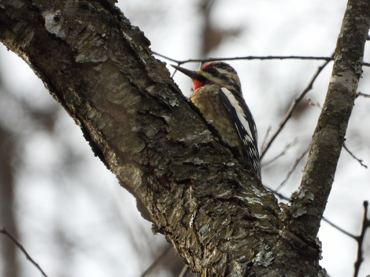 Дятел-смоктун жовточеревий - ML646025861