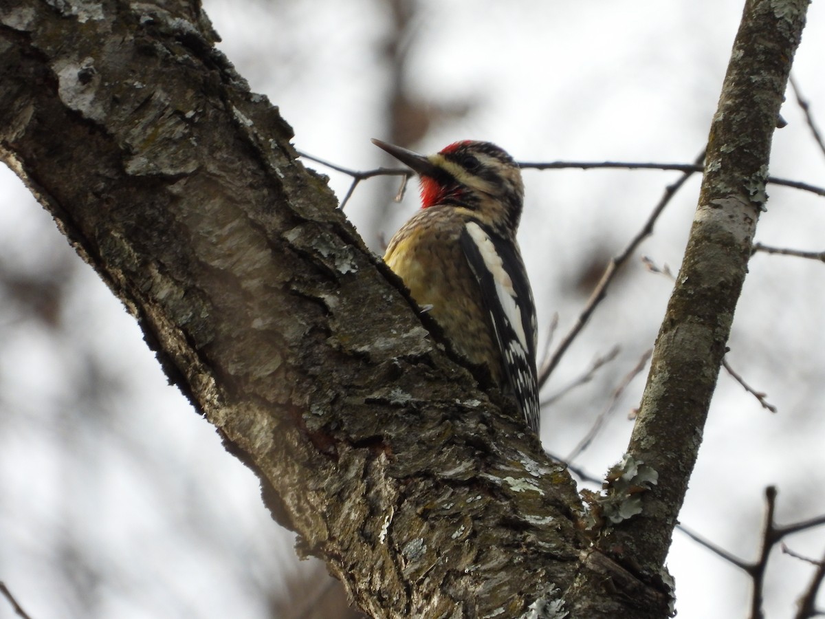 Дятел-смоктун жовточеревий - ML646025862