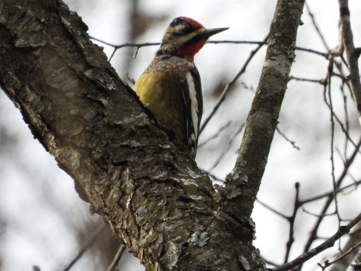 Дятел-смоктун жовточеревий - ML646025863