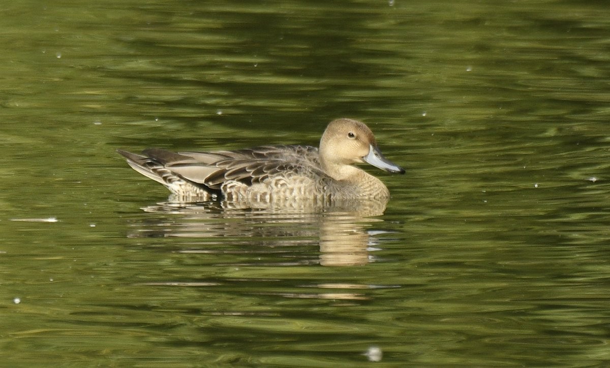 Codone - ML646025864