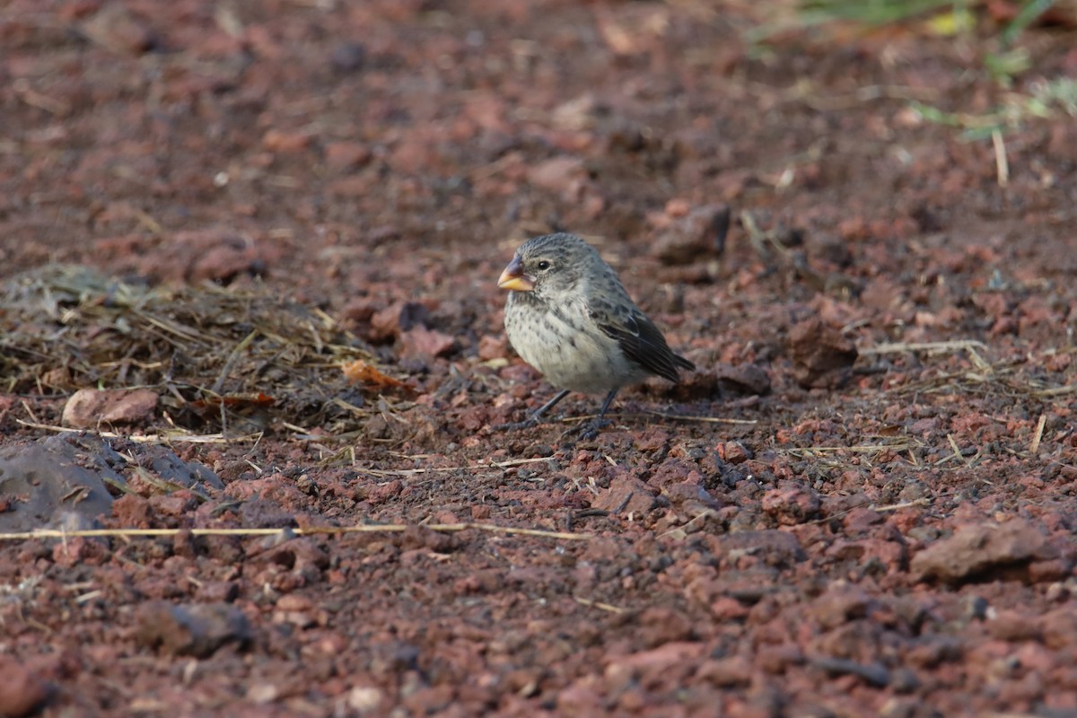 Medium Ground-Finch - ML646025865