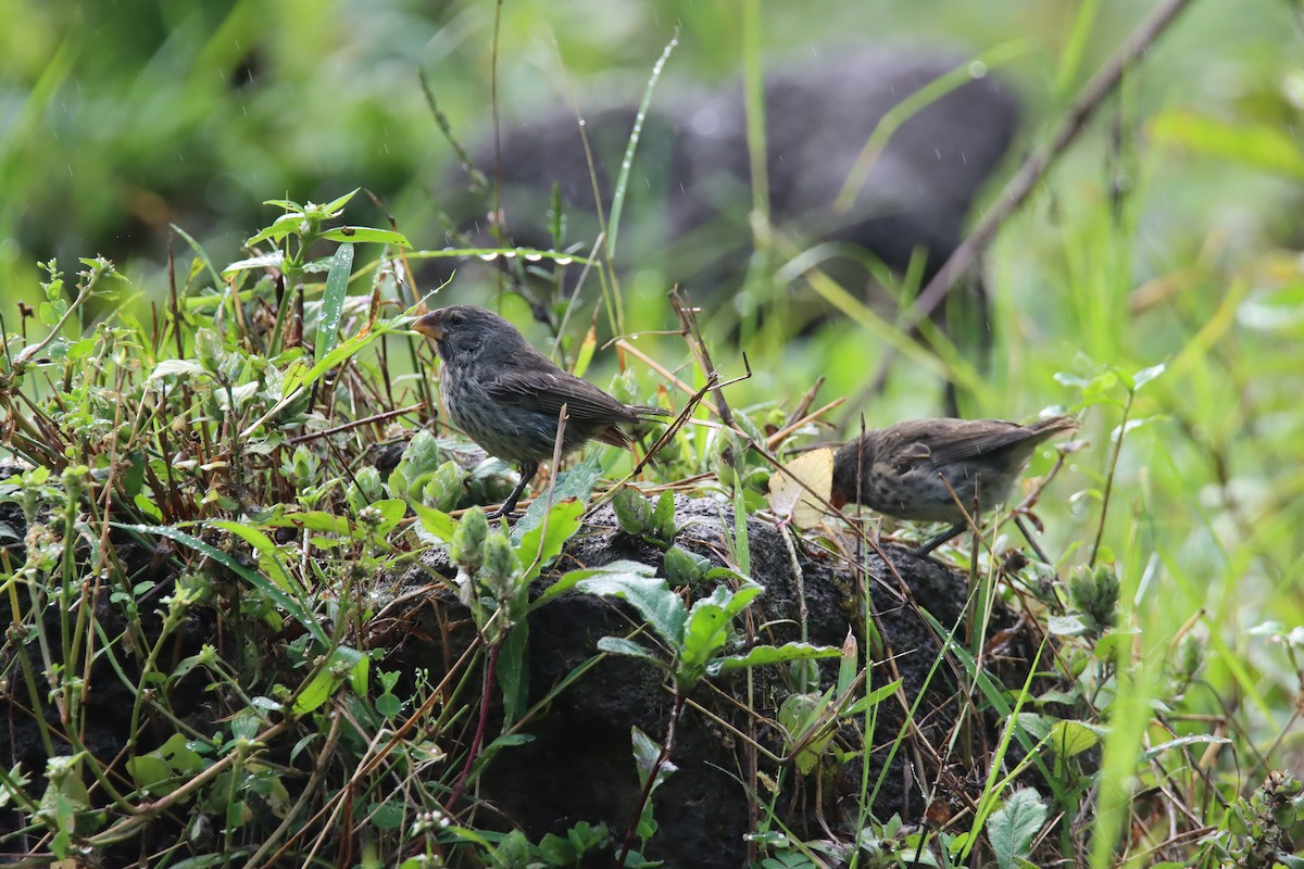 Medium Ground-Finch - ML646025866