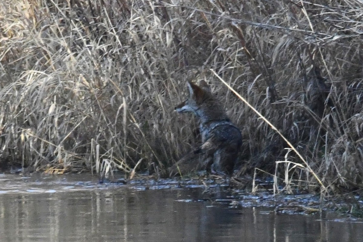 Coyote - ML646025867