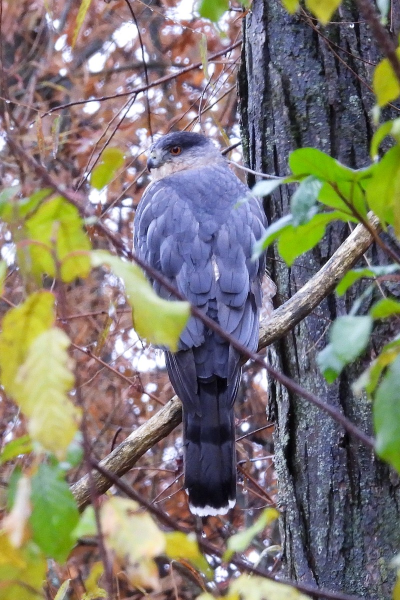 Cooper's Hawk - ML646025868