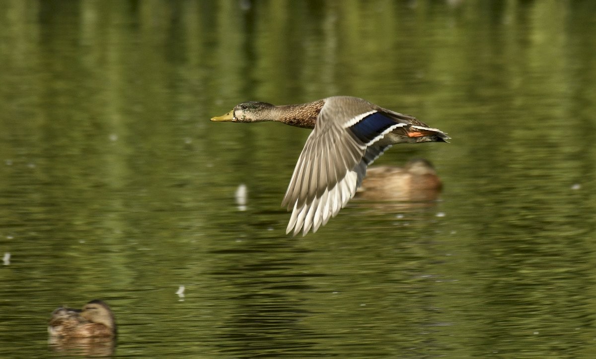 Germano reale - ML646025869