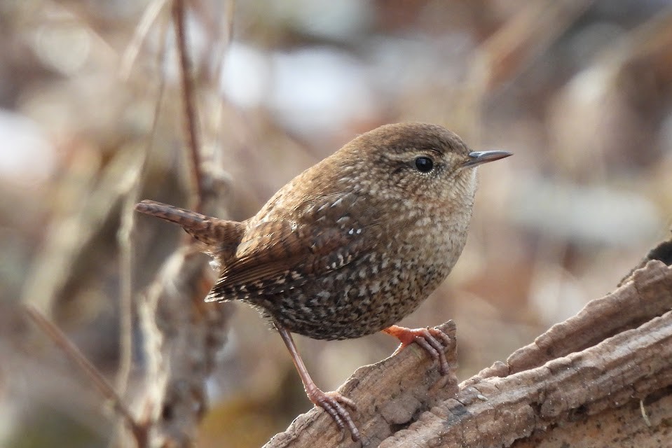 Winter Wren - ML646025871