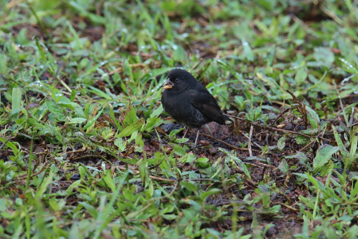 Small Ground-Finch - ML646025872