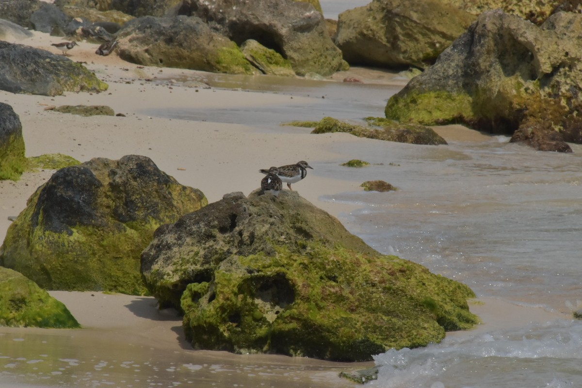 Ruddy Turnstone - ML646025876