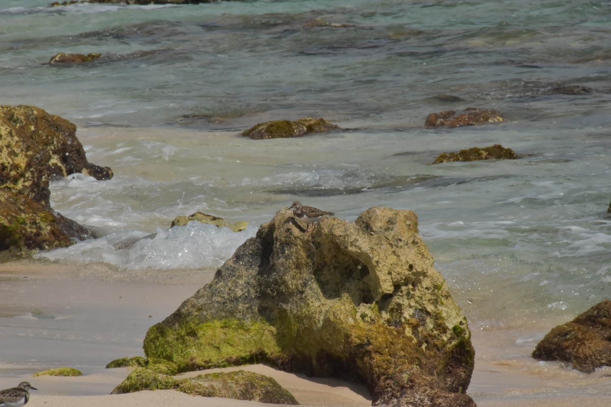 Ruddy Turnstone - ML646025877
