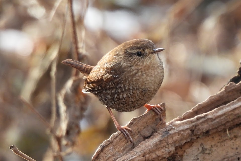 Winter Wren - ML646025883
