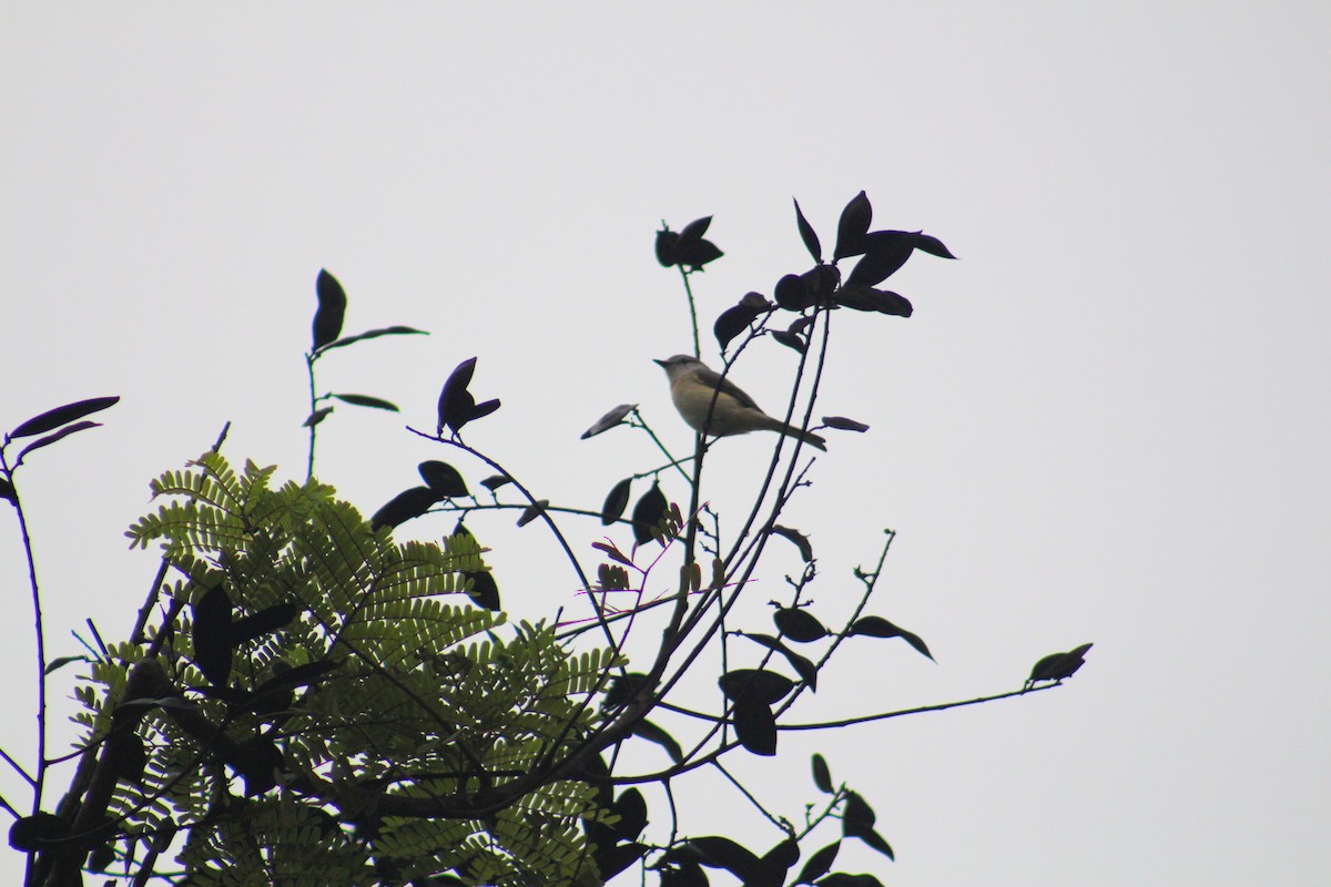 Zwergmennigvogel - ML646025885