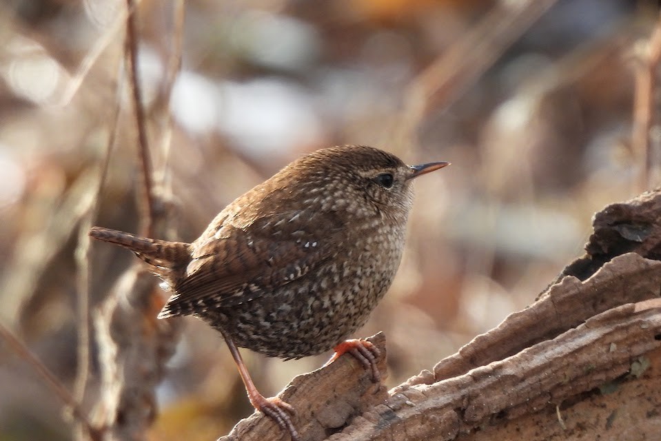 Winter Wren - ML646025887