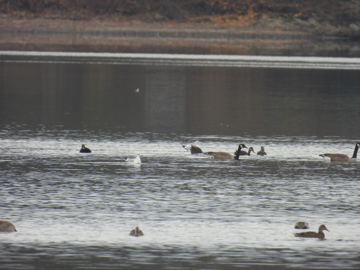 Kanadagans - ML646025888