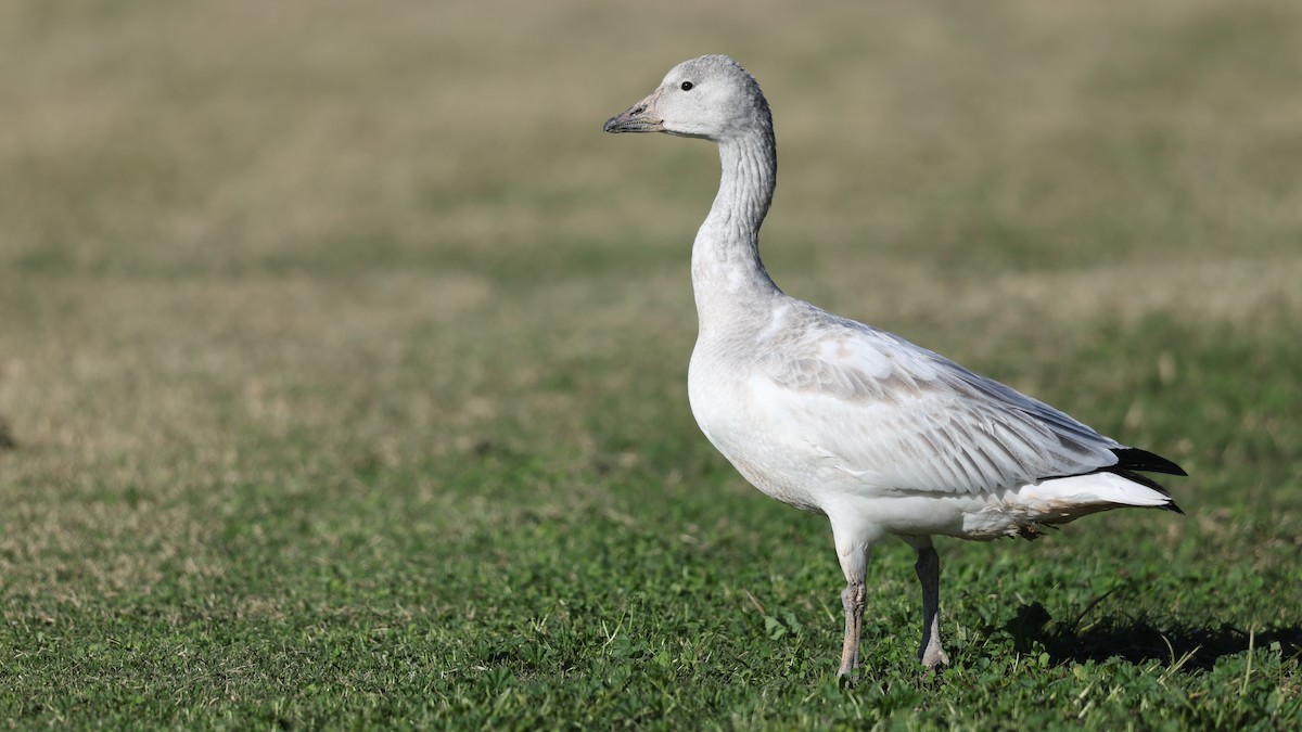 Snow Goose - ML646025889