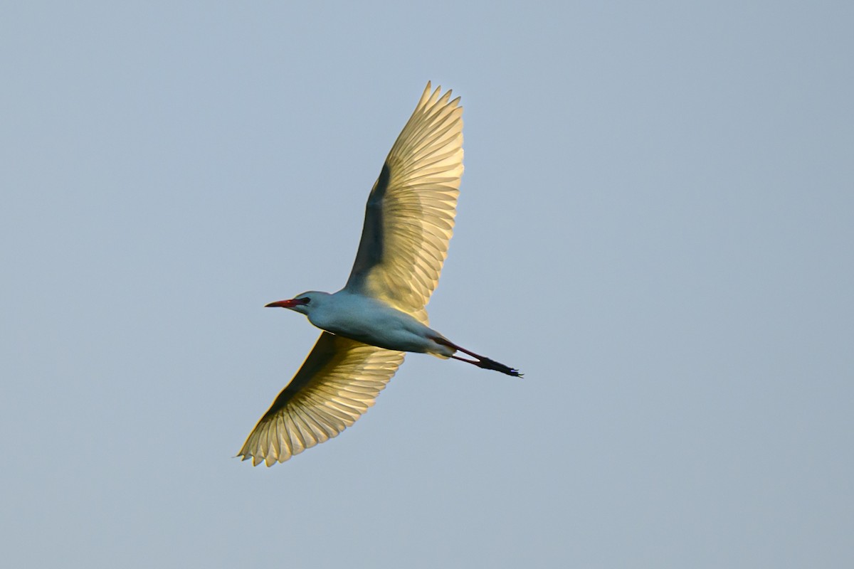 Western Cattle-Egret - ML646025890