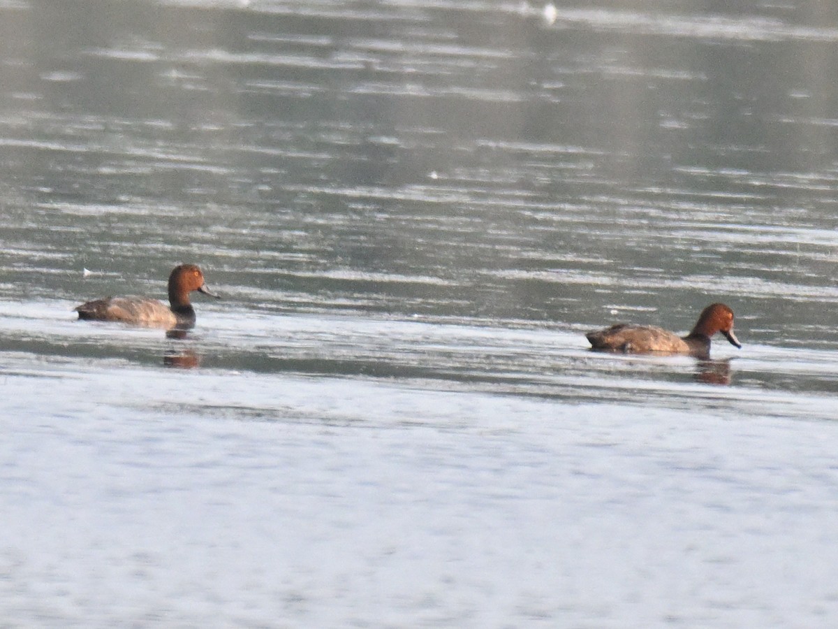 Redhead - ML646025892