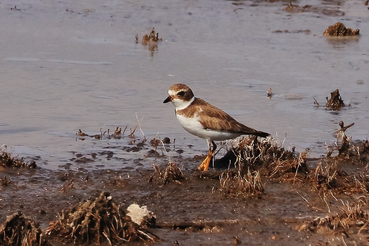 Perdeli Cılıbıt - ML646025895