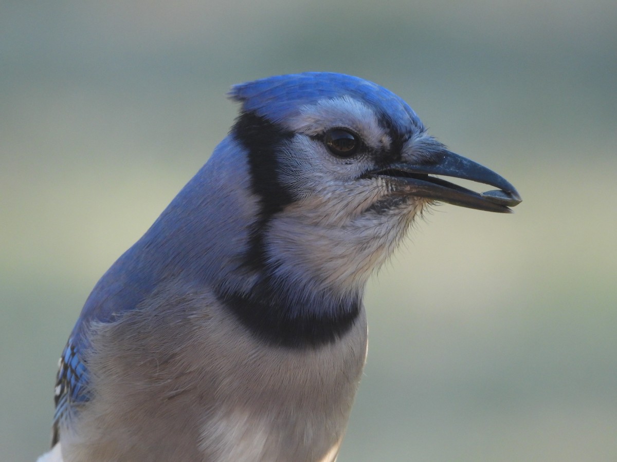 Сизойка блакитна - ML646025896