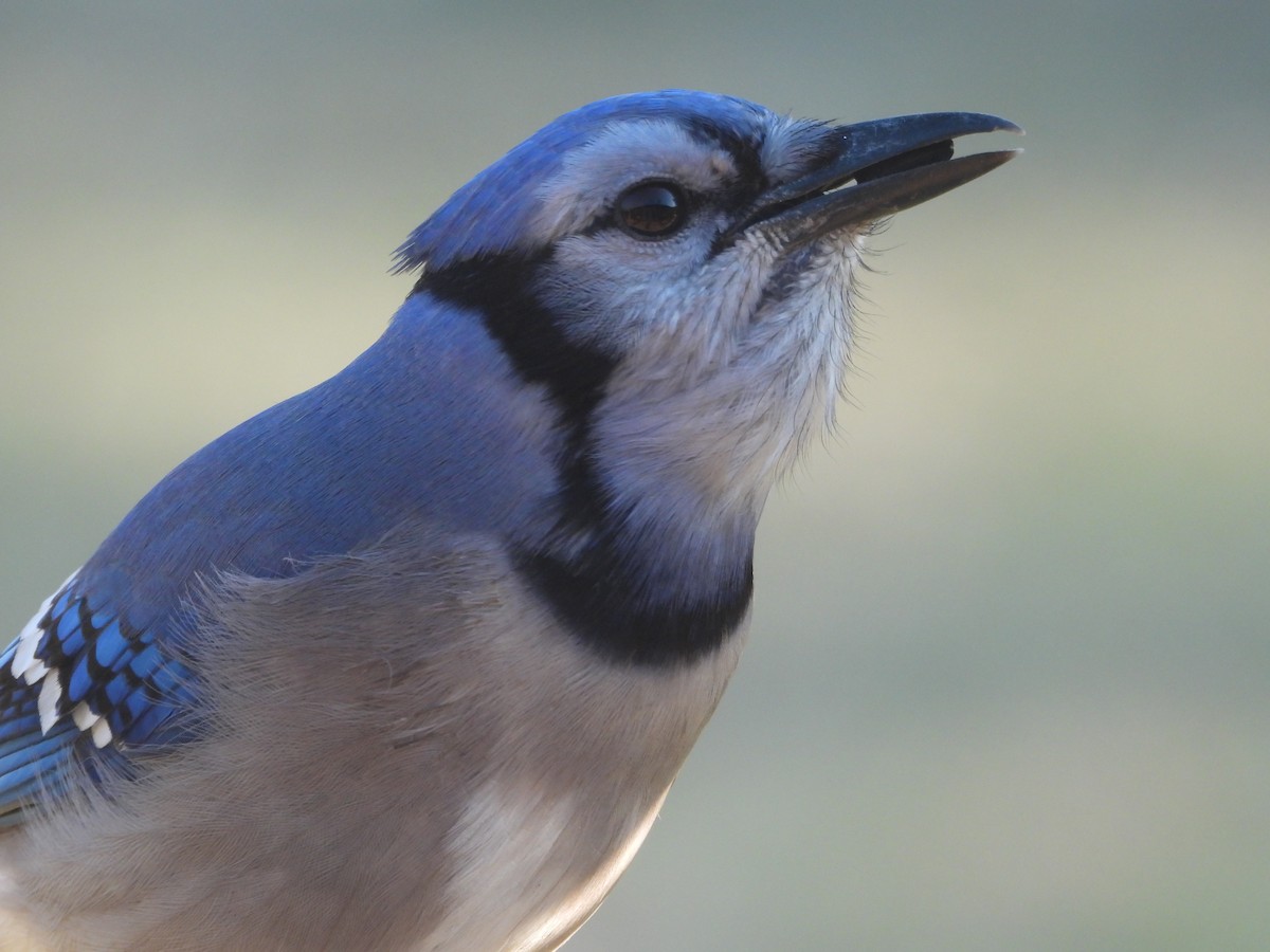 Сизойка блакитна - ML646025897