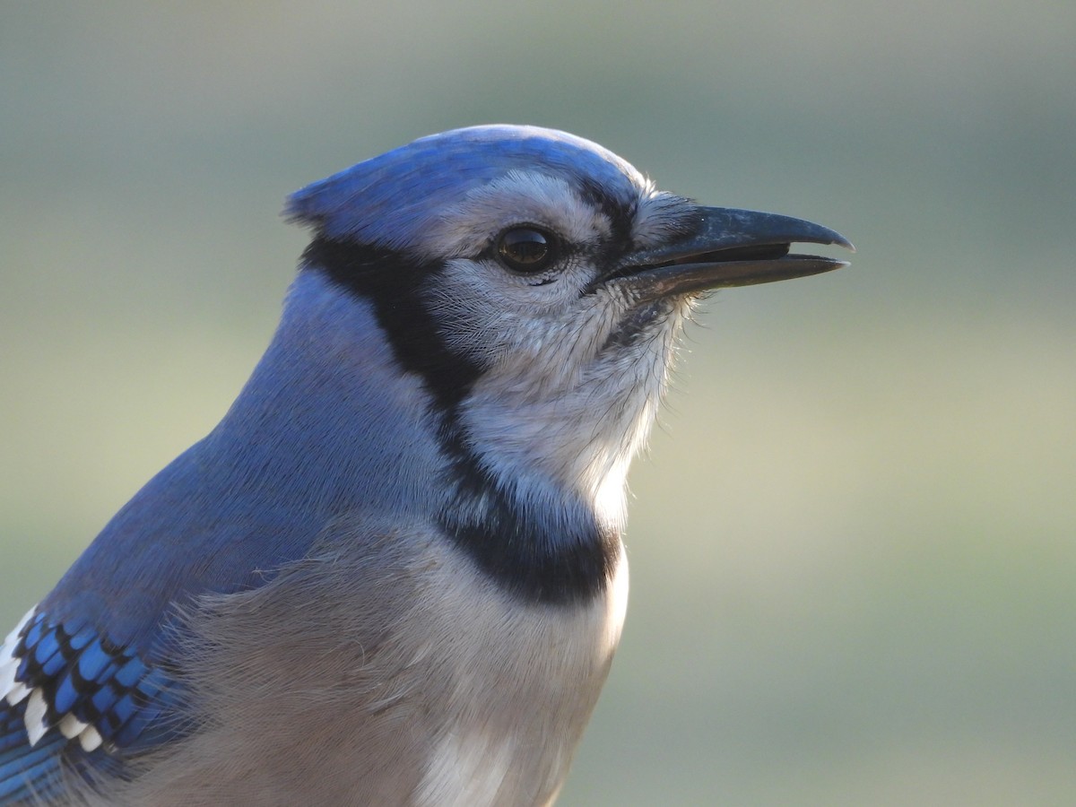 Сизойка блакитна - ML646025898