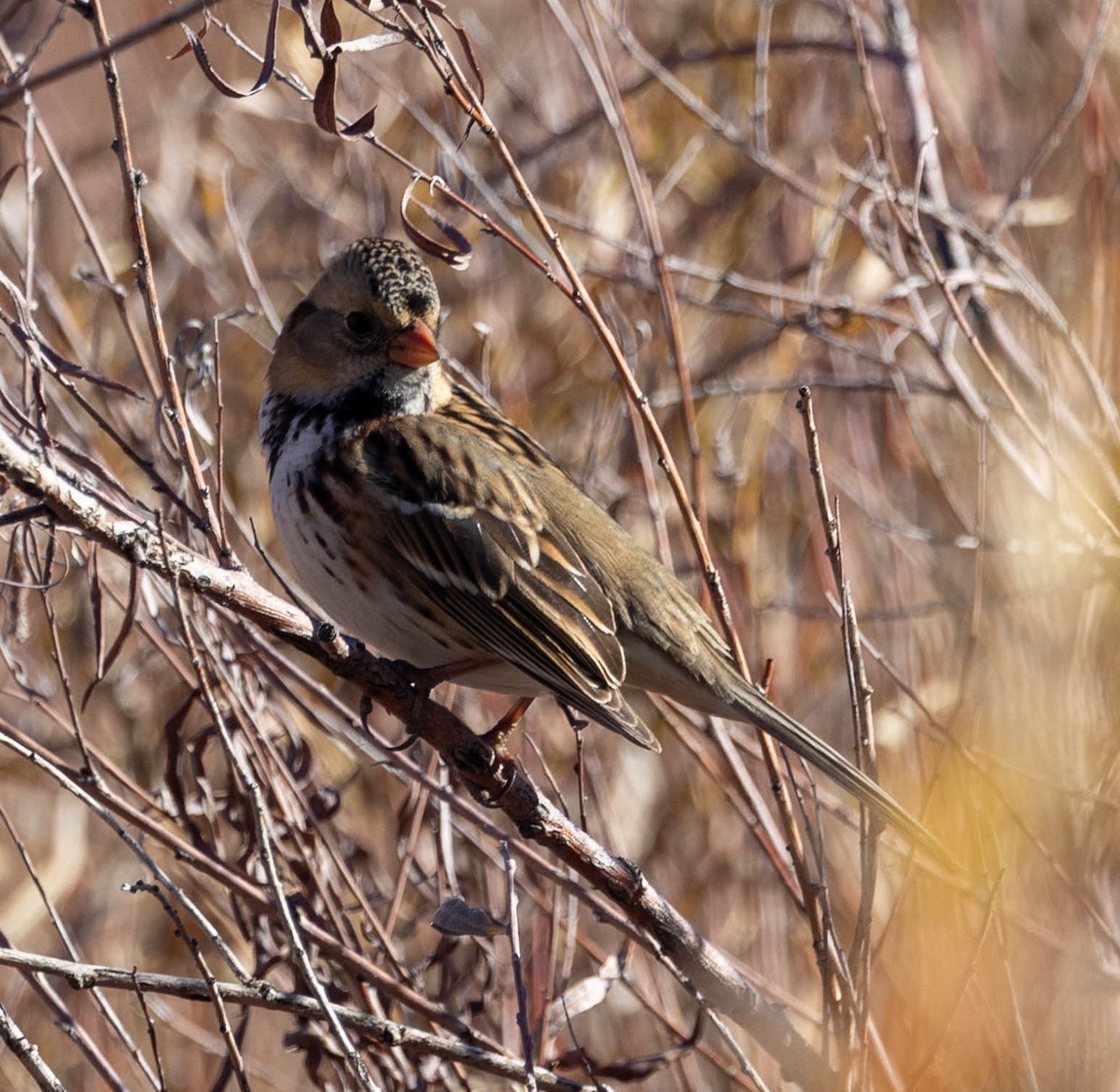 Harris's Sparrow - ML646025904
