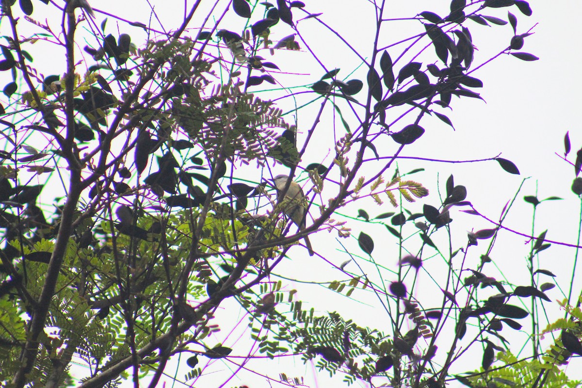 Zwergmennigvogel - ML646025905