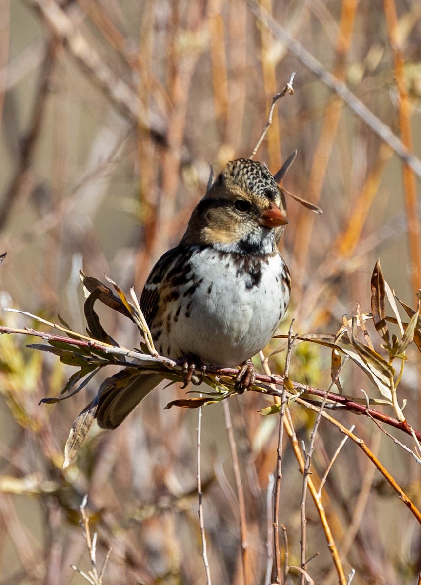 Harris's Sparrow - ML646025910