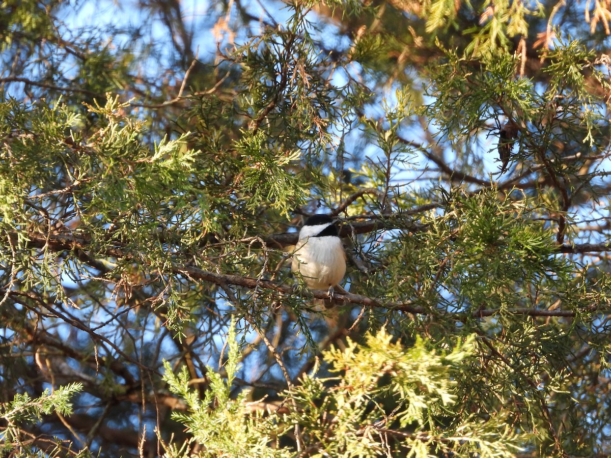 Каролинская гаичка - ML646025916